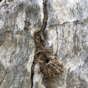 Papyrius sp. (genus) at Paddys River, ACT - suppressed