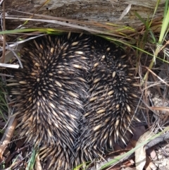 Tachyglossus aculeatus (Short-beaked Echidna) at Penrose, NSW - 12 Dec 2023 by Aussiegall