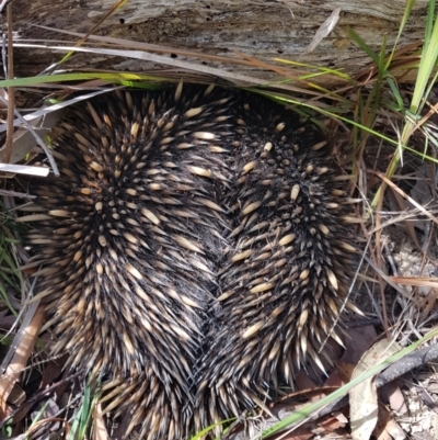 Tachyglossus aculeatus (Short-beaked Echidna) at Penrose, NSW - 12 Dec 2023 by Aussiegall