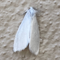 Tipanaea patulella (A Crambid moth) at City Renewal Authority Area - 14 Dec 2023 by Hejor1