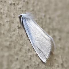 Tipanaea patulella at City Renewal Authority Area - 14 Dec 2023 05:29 PM