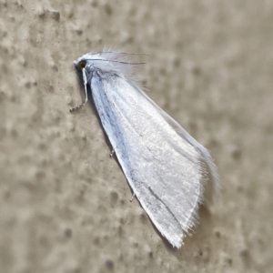 Tipanaea patulella at City Renewal Authority Area - 14 Dec 2023