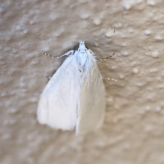 Tipanaea patulella at City Renewal Authority Area - 14 Dec 2023 05:29 PM