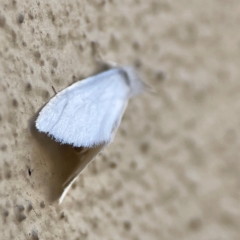 Tipanaea patulella at City Renewal Authority Area - 14 Dec 2023