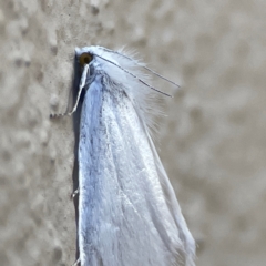 Tipanaea patulella at City Renewal Authority Area - 14 Dec 2023