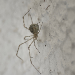 Cryptachaea gigantipes at City Renewal Authority Area - 14 Dec 2023