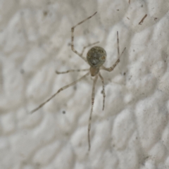 Cryptachaea gigantipes at City Renewal Authority Area - 14 Dec 2023 05:32 PM