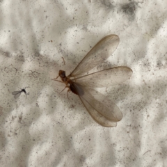 Termitoidae (informal group) (Unidentified termite) at City Renewal Authority Area - 14 Dec 2023 by Hejor1