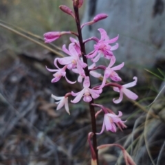 Dipodium roseum (Rosy Hyacinth Orchid) at QPRC LGA - 14 Dec 2023 by Csteele4