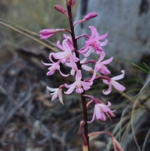 Dipodium roseum at QPRC LGA - 14 Dec 2023