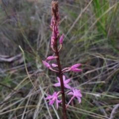 Dipodium roseum at QPRC LGA - 14 Dec 2023