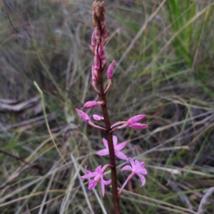 Dipodium roseum at QPRC LGA - 14 Dec 2023