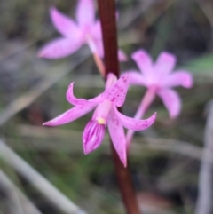 Dipodium roseum at QPRC LGA - 14 Dec 2023