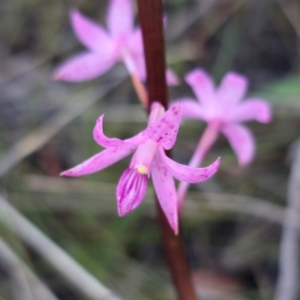 Dipodium roseum at QPRC LGA - 14 Dec 2023