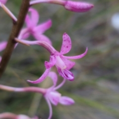 Dipodium roseum at QPRC LGA - 14 Dec 2023