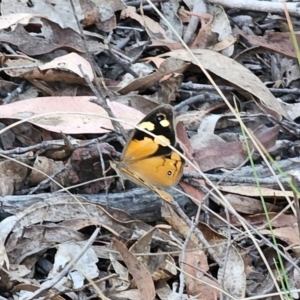 Heteronympha merope at QPRC LGA - 14 Dec 2023