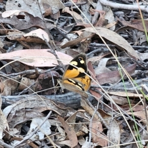 Heteronympha merope at QPRC LGA - 14 Dec 2023