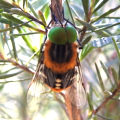 Scaptia (Scaptia) auriflua (A flower-feeding march fly) at Mount Taylor - 14 Dec 2023 by HelenCross