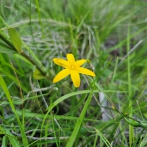 Hypoxis hygrometrica var. hygrometrica at QPRC LGA - 14 Dec 2023 07:36 PM