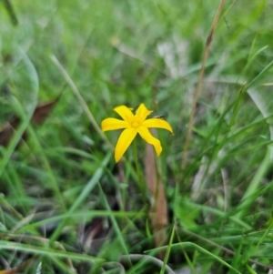 Hypoxis hygrometrica var. hygrometrica at QPRC LGA - 14 Dec 2023 07:36 PM