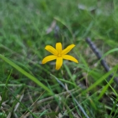 Hypoxis hygrometrica var. hygrometrica at QPRC LGA - 14 Dec 2023