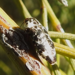 Hypocisseis suturalis at Mount Taylor - 14 Dec 2023