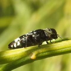 Hypocisseis suturalis at Mount Taylor - 14 Dec 2023