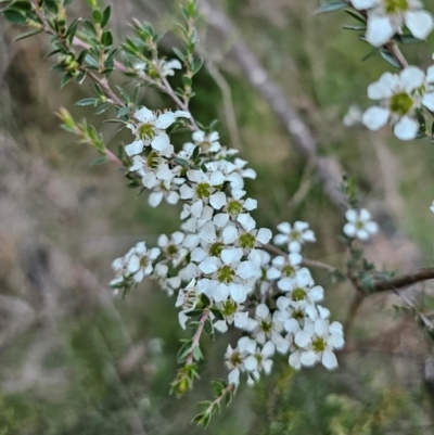 Leptospermum scoparium (Tea Tree) at QPRC LGA - 14 Dec 2023 by Csteele4