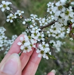 Leptospermum scoparium at QPRC LGA - 14 Dec 2023