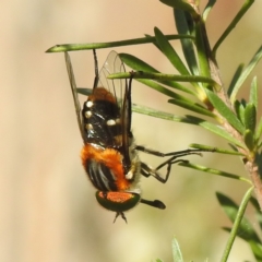 Scaptia (Scaptia) auriflua (A flower-feeding march fly) at Tuggeranong, ACT - 14 Dec 2023 by HelenCross