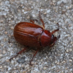 Antitrogus morbillosus at Hughes, ACT - 14 Dec 2023