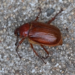 Antitrogus morbillosus at Hughes, ACT - 14 Dec 2023