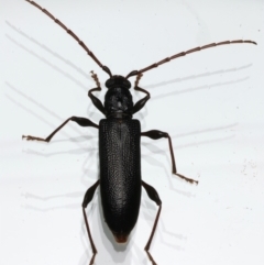 Callidiopis scutellaris (A Longhorn Beetle) at Ainslie, ACT - 12 Dec 2023 by jb2602