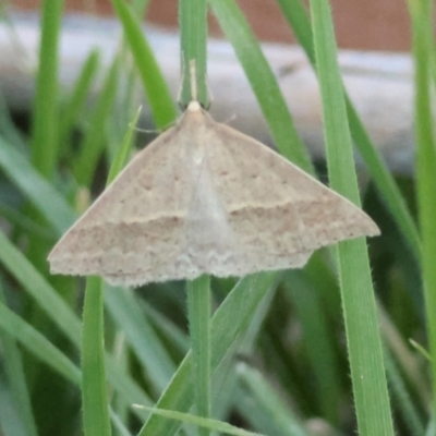 Epidesmia hypenaria (Long-nosed Epidesmia) at Hughes Grassy Woodland - 11 Dec 2023 by LisaH