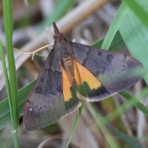 Uresiphita ornithopteralis at Red Hill to Yarralumla Creek - 14 Dec 2023