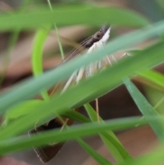 Uresiphita ornithopteralis at Red Hill to Yarralumla Creek - 14 Dec 2023