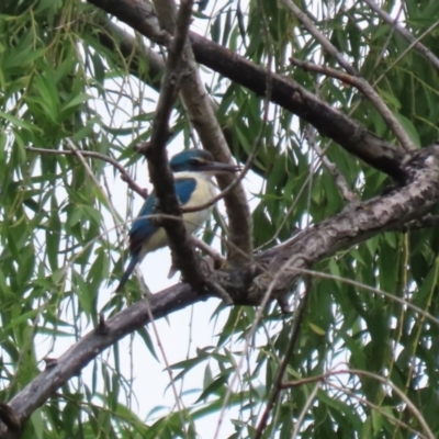 Todiramphus sanctus (Sacred Kingfisher) at Jerrabomberra Wetlands - 14 Dec 2023 by RodDeb