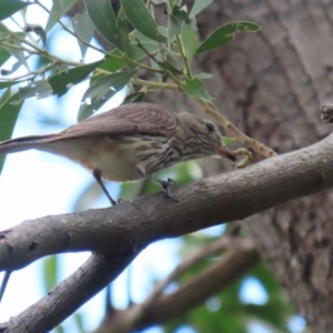 Pachycephala rufiventris at Jerrabomberra Wetlands - 14 Dec 2023