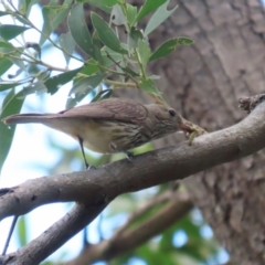 Pachycephala rufiventris at Jerrabomberra Wetlands - 14 Dec 2023