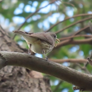 Pachycephala rufiventris at Jerrabomberra Wetlands - 14 Dec 2023