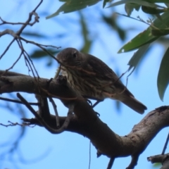 Pachycephala rufiventris at Jerrabomberra Wetlands - 14 Dec 2023