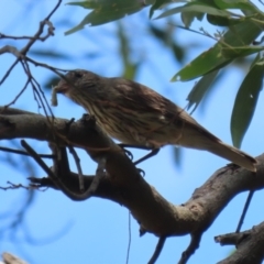 Pachycephala rufiventris at Jerrabomberra Wetlands - 14 Dec 2023