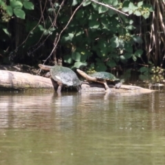 Chelodina longicollis (Eastern Long-necked Turtle) at Fyshwick, ACT - 14 Dec 2023 by RodDeb