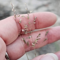 Poa sieberiana (Poa Tussock) at QPRC LGA - 14 Dec 2023 by Csteele4