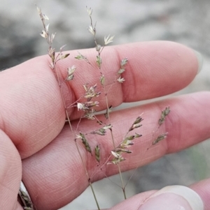 Poa sieberiana at QPRC LGA - 14 Dec 2023 08:05 PM