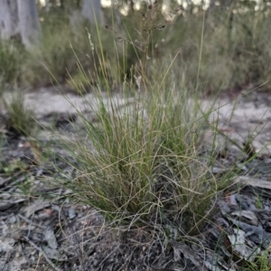 Poa sieberiana at QPRC LGA - 14 Dec 2023 08:05 PM