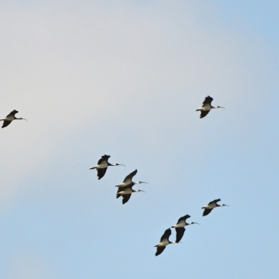 Threskiornis spinicollis (Straw-necked Ibis) at Wollondilly Local Government Area - 10 Dec 2023 by Freebird