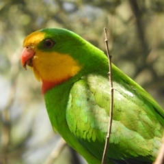 Polytelis swainsonii (Superb Parrot) at Murrumbateman, NSW - 14 Dec 2023 by SimoneC