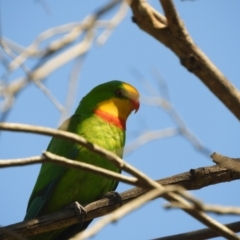 Polytelis swainsonii at Murrumbateman, NSW - 14 Dec 2023