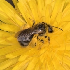 Lasioglossum (Chilalictus) sp. (genus & subgenus) (Halictid bee) at McKellar, ACT - 13 Dec 2023 by kasiaaus